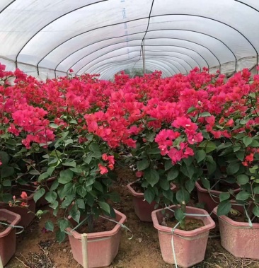 [红花三角梅批发]红花三角梅盆栽批发 中国红三角梅盆景 四季红花卉