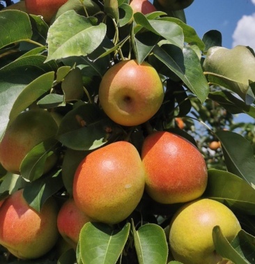 云南红梨早白蜜美人稣满天星