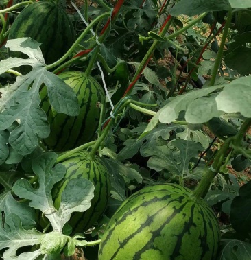 [西瓜批发]牛奶小吊瓜价格3.00元/斤 - 一亩田