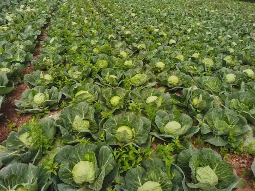 中甘甘蓝种植田