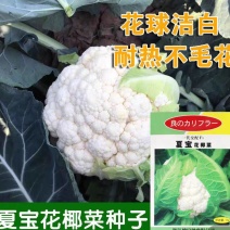夏宝泰国耐热改良白紧菜花心叶合包免盖椰菜种子白紧花