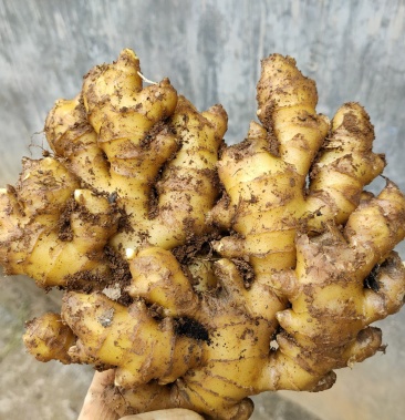 [二黄姜批发]贵州二黄姜价格1.50元/斤 - 一亩田