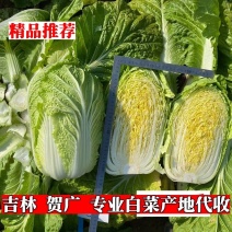 黄心菜吉林白菜主产区包心菜产地直发可视频看货