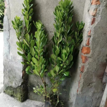 海桐苗地苗，海桐苗杯苗，海桐苗成都基地货源海桐