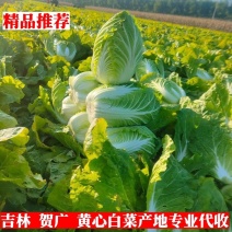 吉林白菜主产区黄心菜产地包心菜价格产地直发