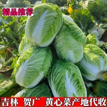 包心菜吉林黄心菜产地义和秋产区精品直发市场视频看