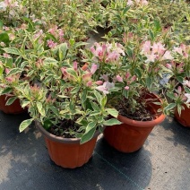 花叶锦带盆栽红王子锦带盆栽花园阳台多年生灌木植物观花观叶
