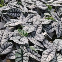白犀牛龙鳞哈密瓜海芋网红进口绿植盆栽室内阳台观叶
