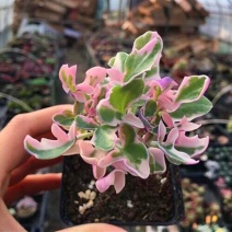 仙人笔七宝树锦多肉植物稀有品种罕见贵货精品盆栽花卉绿植