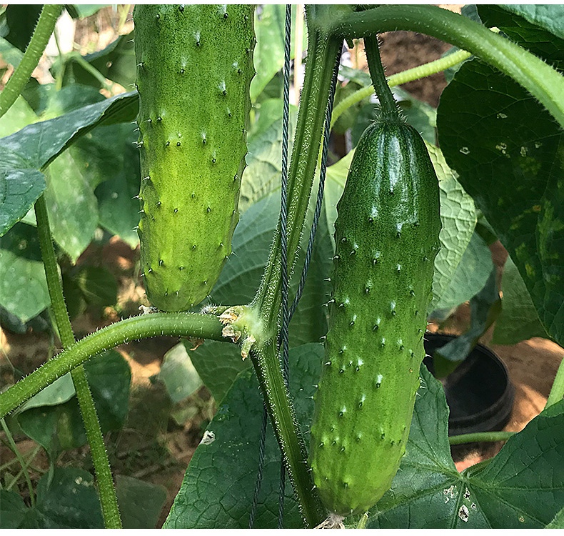 画面展示一片位于东北黑土地上的旱黄瓜种植田,藤蔓匍匐生长,叶片厚实,阳光照射下结有短粗带刺的小型黄瓜,其中一株被特写,清晰可见果皮粗糙、瓜体短小的特征;旁边摆放剖开的旱黄瓜,露出饱满的浅黄色种子 东北旱黄瓜植株及果实特写