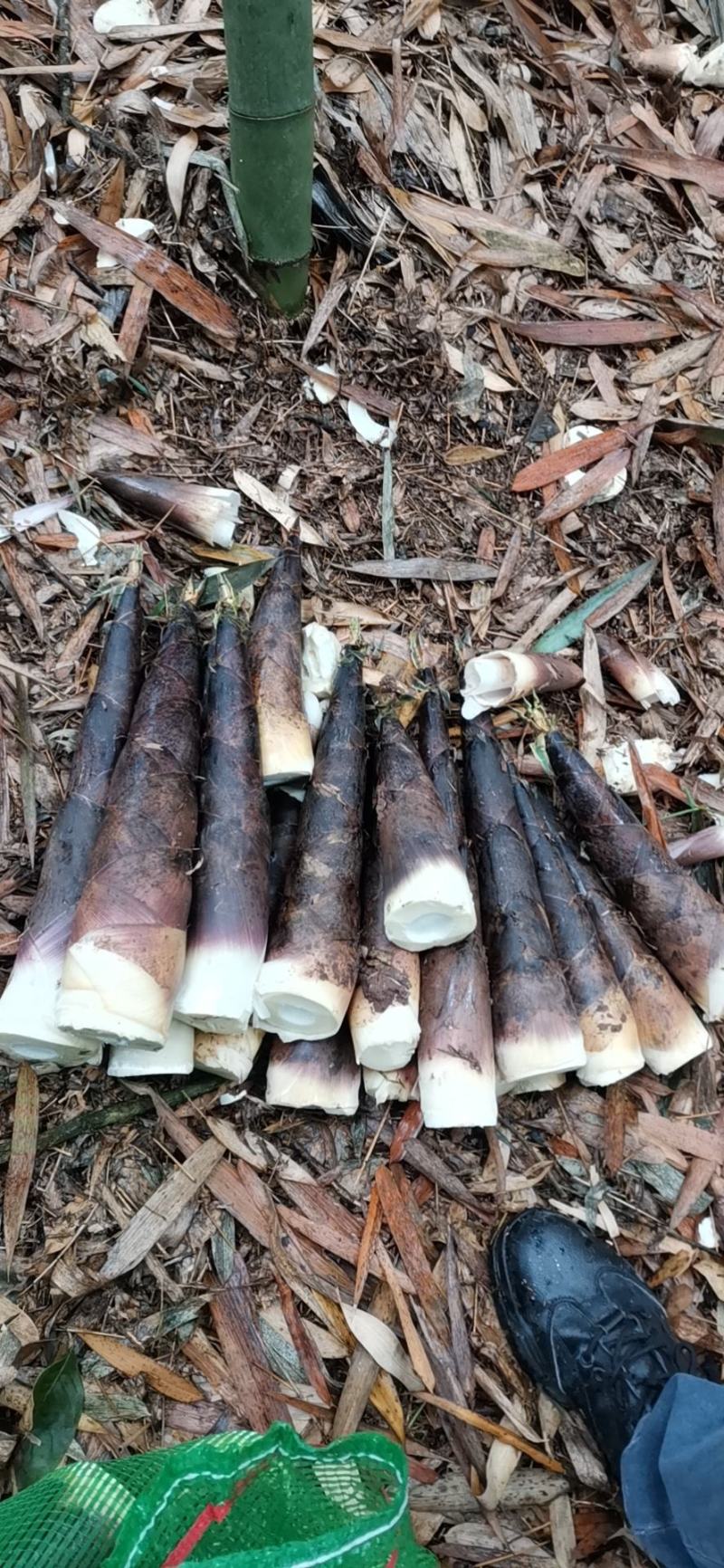 四川大竹 高山竹笋 大竹笋 按所需规格现挖 欢迎采购