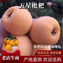 《精选五星枇杷》纯甜不腻口，产地一手货源，可视频看货