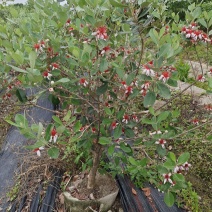 菲油果树苗