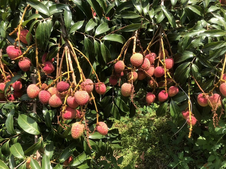 红三月荔枝种植园