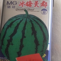 冰糖美都西瓜种子，果皮浅绿色，单果10公斤。口感好。