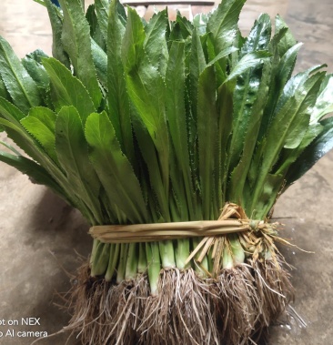 芫茜大香菜广东香菜番鬼