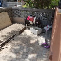设特兰矮马
