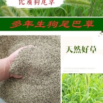 狗尾草种子旱地牧草杂草观赏型护坡狗尾巴草紫穗狼尾草种子芮