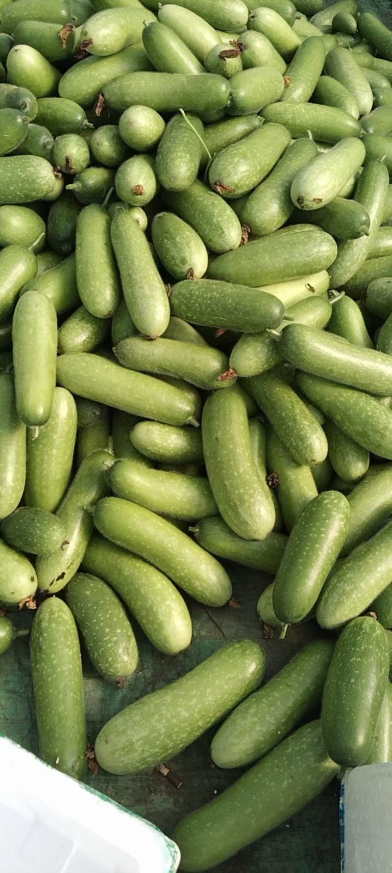 广西新鲜毛节瓜现摘现发吊瓜地瓜