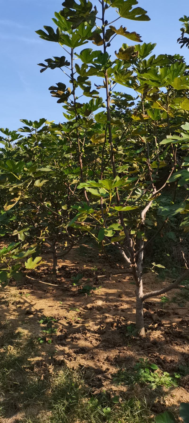 山东威海荣成市无花果树 280.00元/棵无花果
