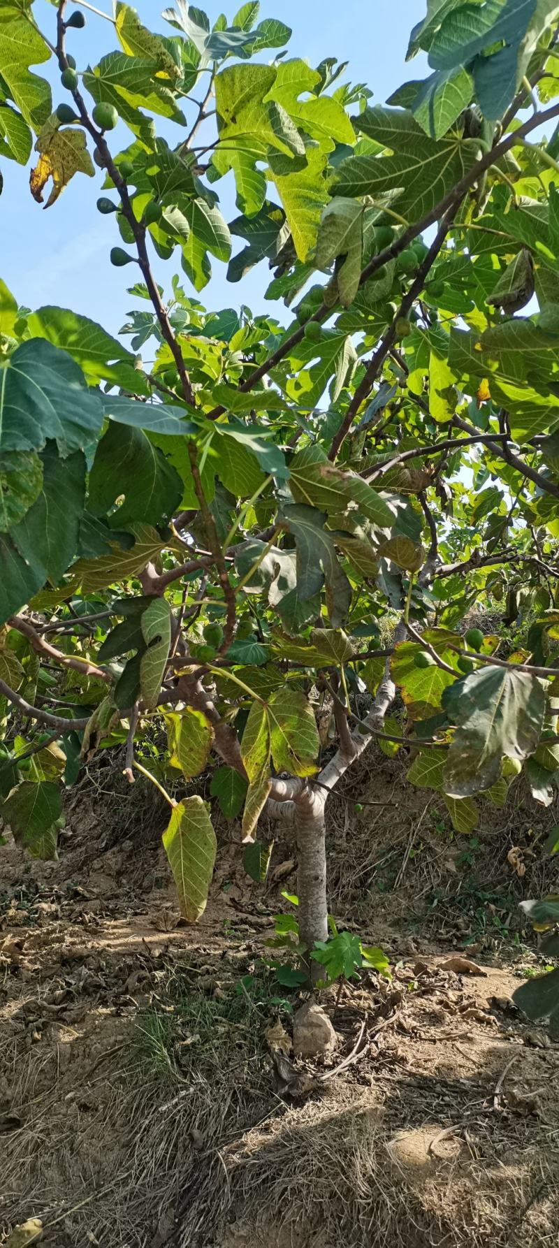 山东威海荣成市无花果树 280.00元/棵无花果