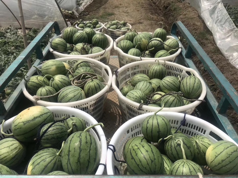 农民采摘早春红玉西瓜