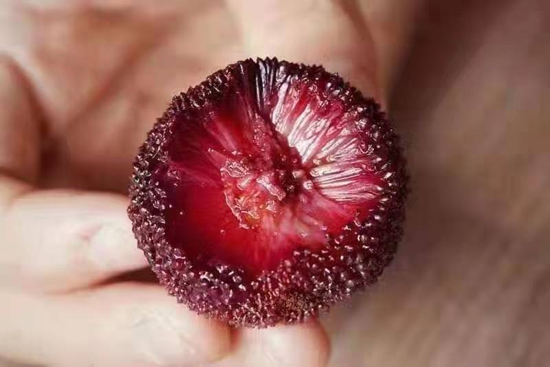 东魁杨梅果肉剖面显示其细腻结构和丰富汁液 东魁杨梅果肉剖面细节图