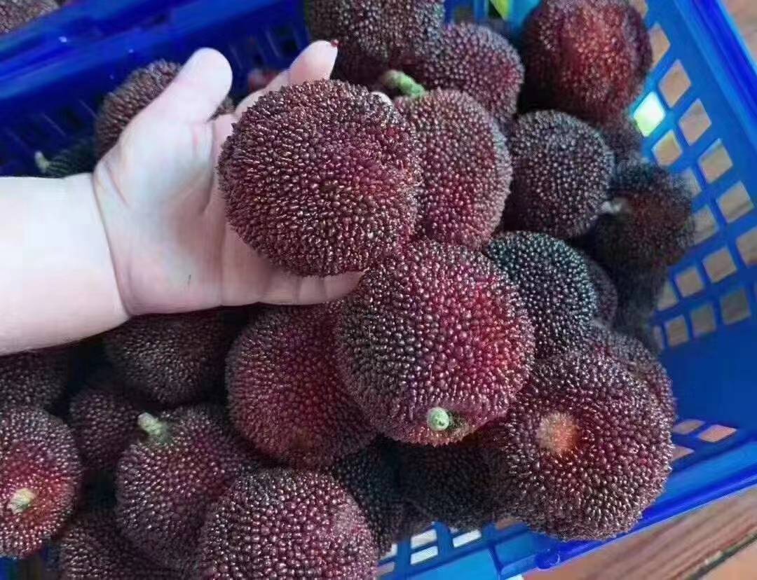 一盘新鲜采摘的东魁杨梅与普通荸荠种杨梅并列摆放,展示两者在果实大小上的显著差异;东魁杨梅呈深紫红色,果形近圆球状,表面颗粒凸起明显,直径约为普通杨梅的两倍;背景为清晨露水未干的果园环境 东魁杨梅与普通杨梅对比图