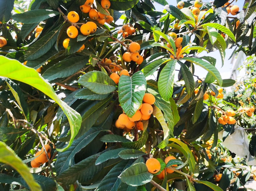 大五星枇杷果园丰收景象