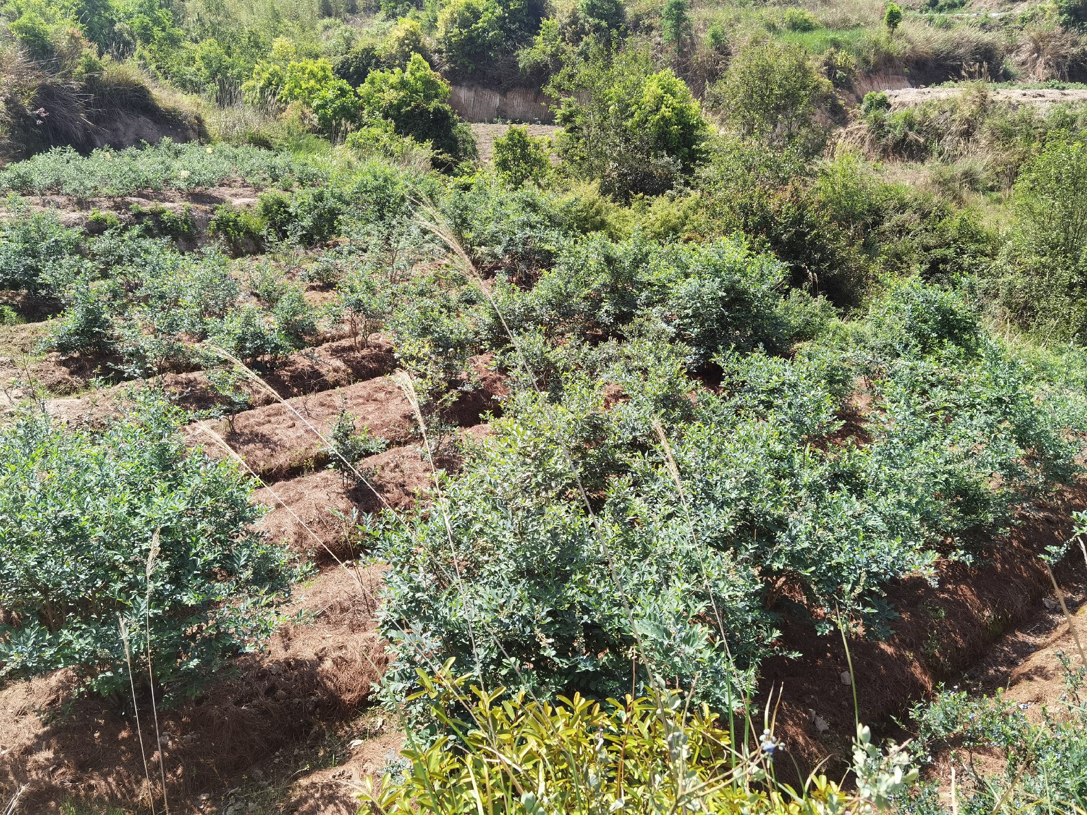 蓝莓园区冬季覆盖保温处理