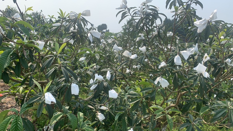 枇杷黄毛虫危害图谱