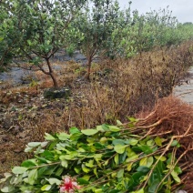 菲油果裸根苗