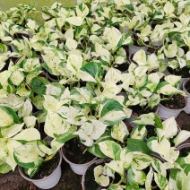荷兰原盆进口快乐叶子锦叶油画绿萝观叶植物室内净化空气美观