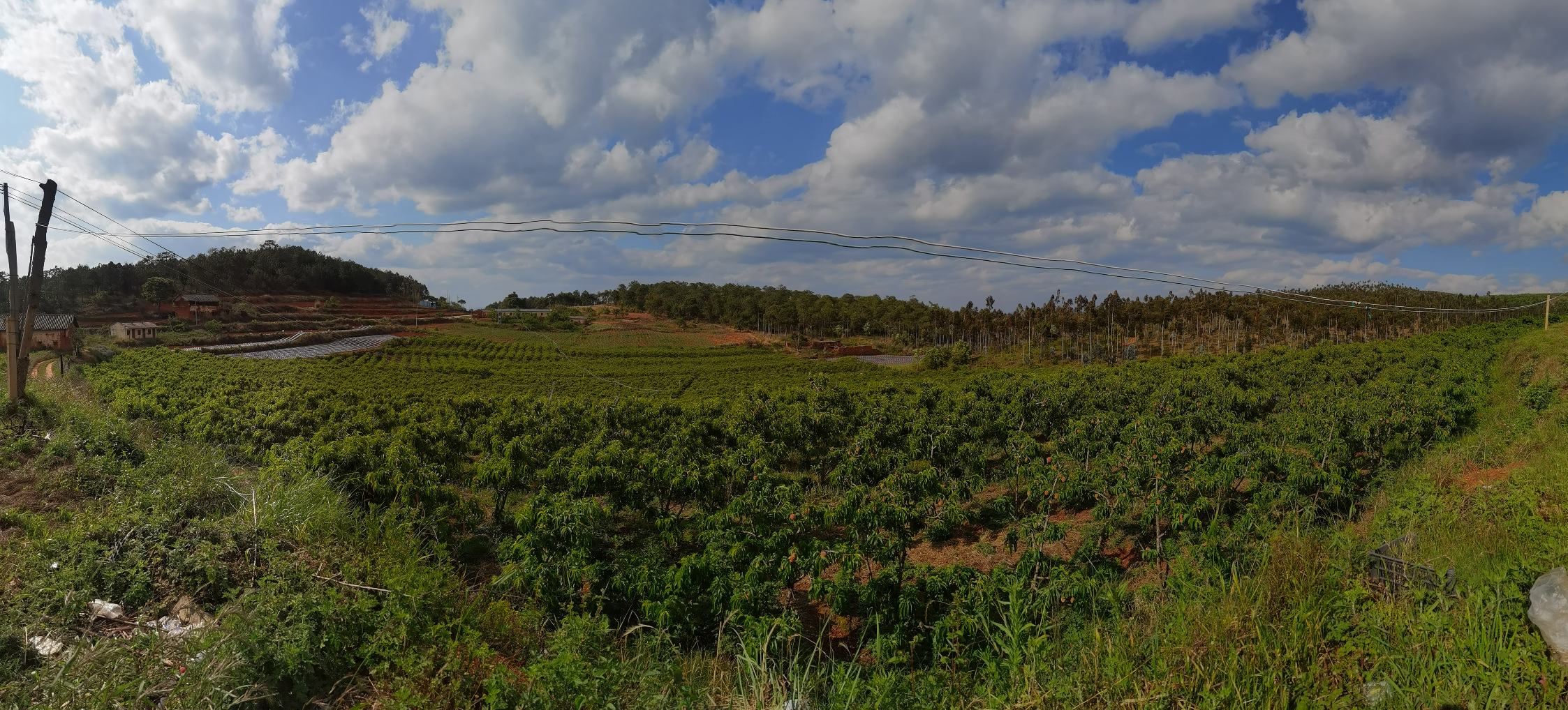 嵊州桃形李果园全景