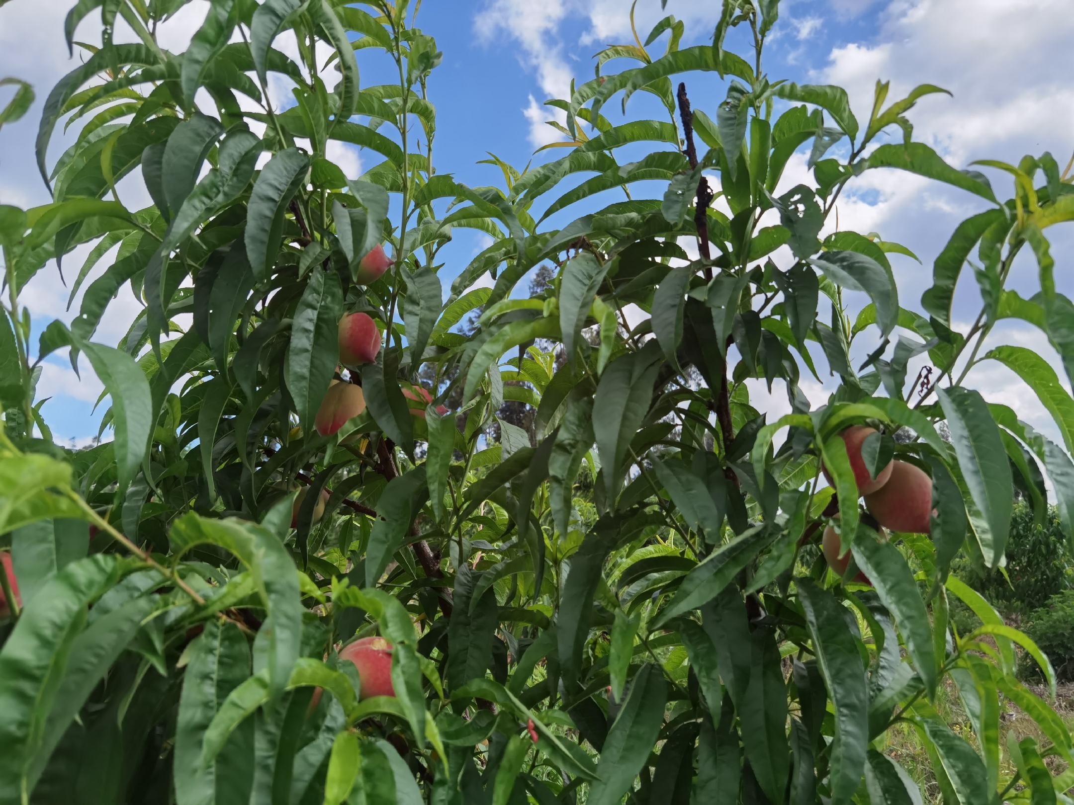 冬桃果园全景图