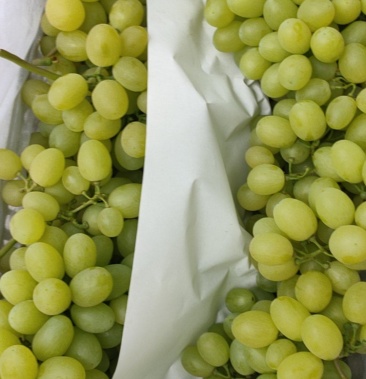 饶阳精品维多利亚青提大量上市大量供应电商货