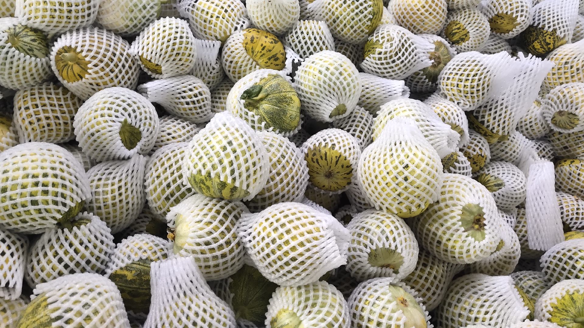 一位消费者在农贸市场摊位前挑选花皮甜瓜,手中拿着两个不同大小的瓜,正在观察表皮颜色和花纹,摊位上摆放着十余个整齐排列的花皮甜瓜,背景有其他顾客和遮阳棚,光线明亮自然 市场挑选花皮甜瓜场景