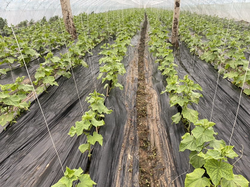 海南澄迈桥头镇火山岩梯田式小黄瓜种植基地航拍全景