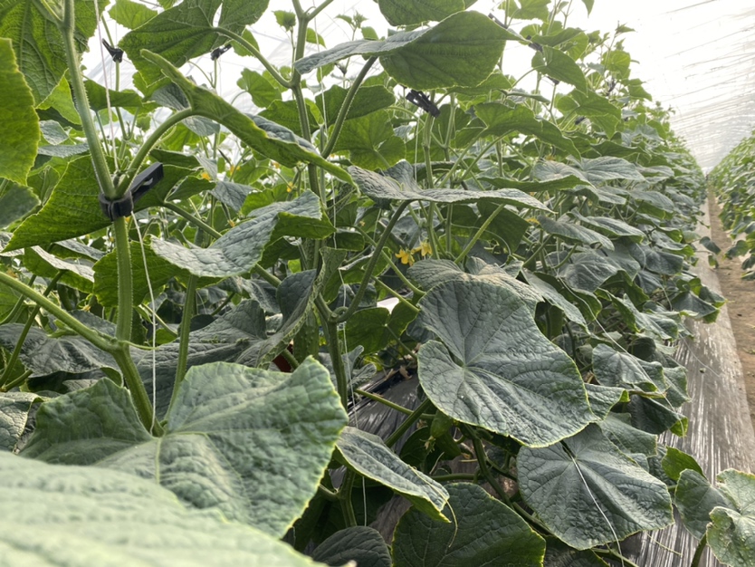 黄瓜在不同储存条件下的颜色变化