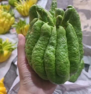 [佛手批发]云南新鲜佛手黄佛手绿佛手观赏佛手现采现发价格12.