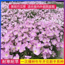 美丽月见草种子多年生耐寒花种籽月见草宿根花卉种子