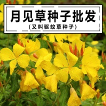 月见草种子美丽月见草种子多年生耐寒宿根花卉春秋播草花种籽