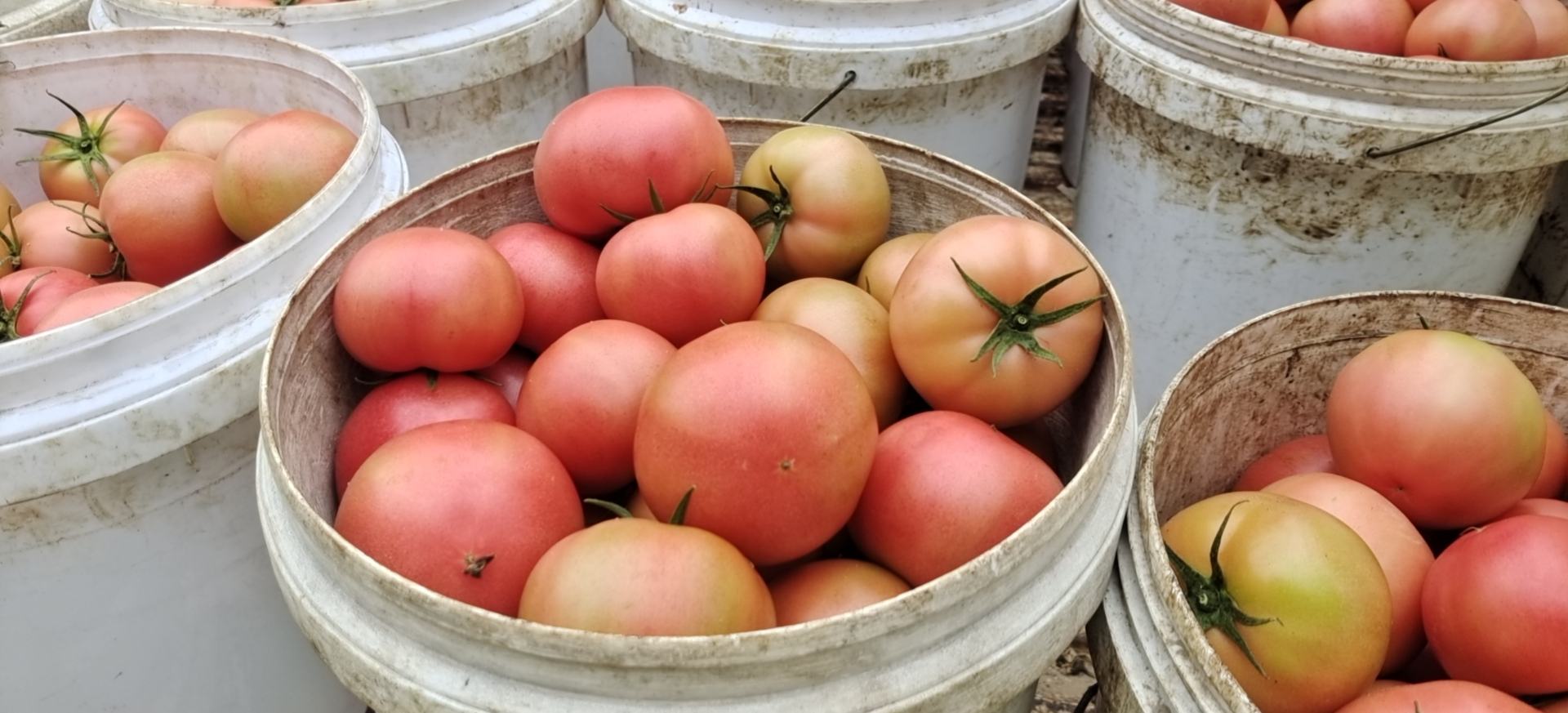 成品装盘图,番茄土豆色泽红亮,香气扑鼻 番茄土豆成品图