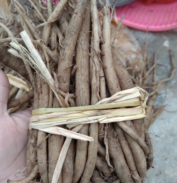 [牛蒡批发]大气根,白叶土牛蒡价格18.00元/斤 - 一亩田