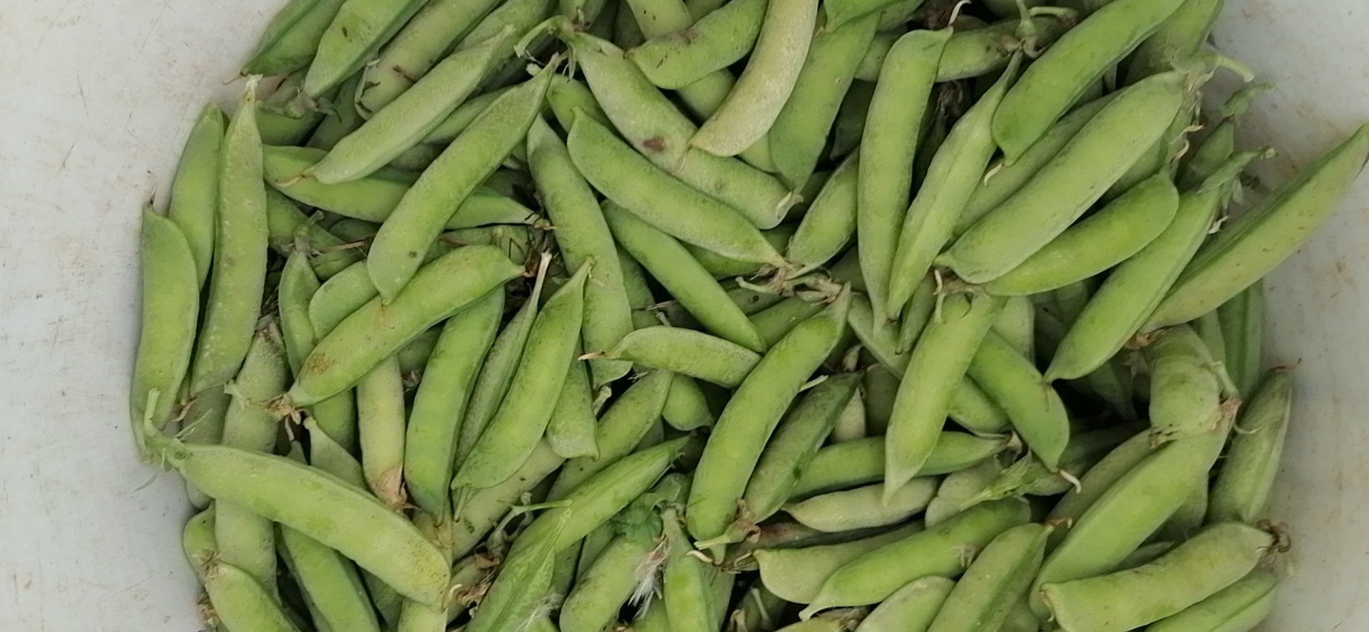 豌豆苗与豌豆尖对比图