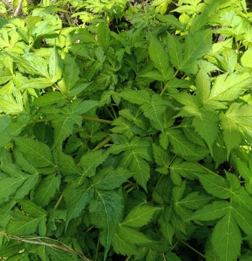 野生白芷有需要的联系