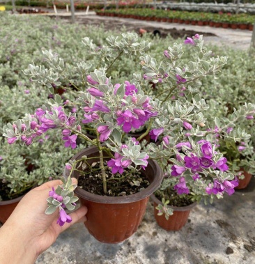 [红花玉芙蓉批发]粉花玉芙蓉苗银叶芙蓉阳台庭院红花玉芙蓉花卉植物带