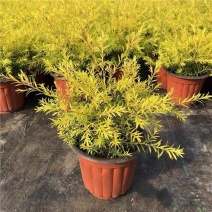黄金香柳树苗室外庭院花园绿植观赏植物阳台盆栽四季常青绿化