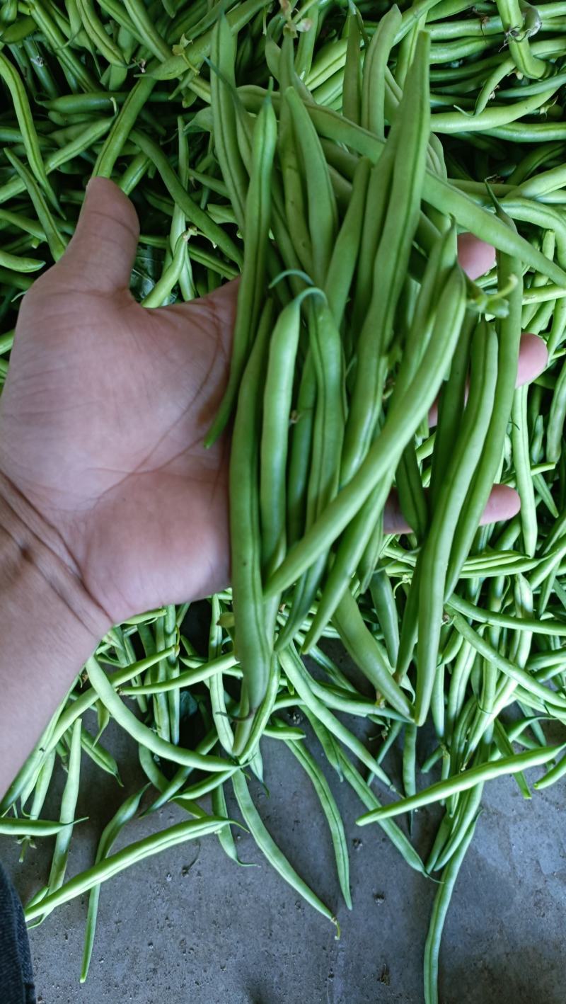 福建漳州803短脚四季豆  电商货一手货源 货源充足