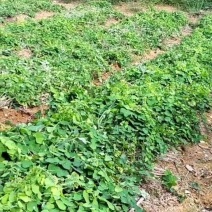 正宗江西粉防己苗籽育苗二年大苗，数量有限欢迎抢购